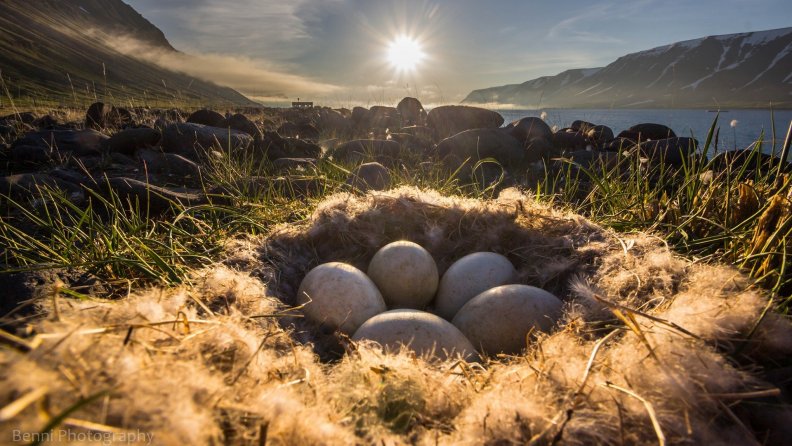 sunshine_on_a_nest_with_eggs.jpg