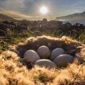 sunshine on a nest with eggs