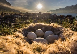 sunshine on a nest with eggs