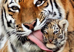 Tiger Affection!