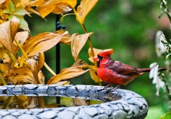 Red Cardinal
