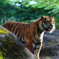 Beautiful Sumatran tiger