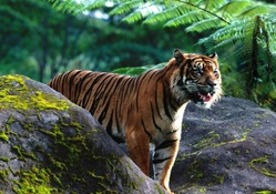 Beautiful Sumatran tiger