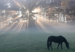 horse grazing in a meadow at sunrise