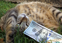 My cat is play with 100 dollar