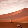 african eland in a desert
