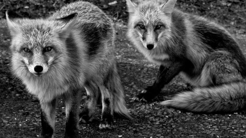 grayscale foxes_