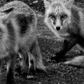 grayscale foxes_