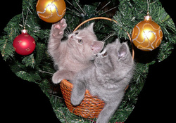 Christmas Kittens