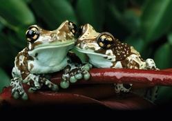 frogs couple