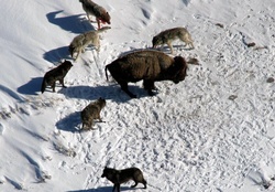 Wolf pack and Bison