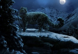 *Snow Leopard*