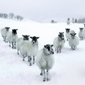 herd of sheep in v formation in winter