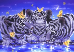 ★Little Tigers Curiosity★