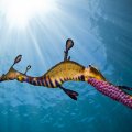 the strangely amazing weedy sea dragon