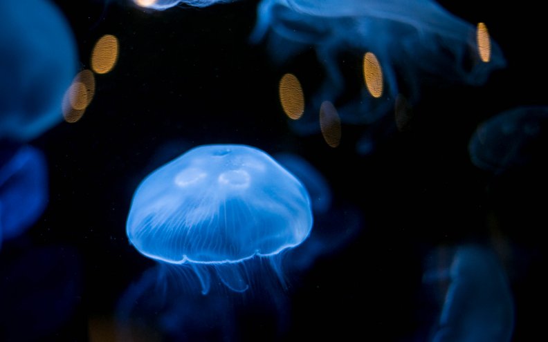 iridescent_blue_jellyfish.jpg