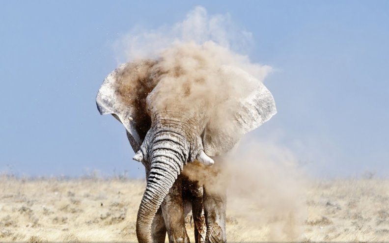 an_elephant_taking_a_dirt_shower.jpg
