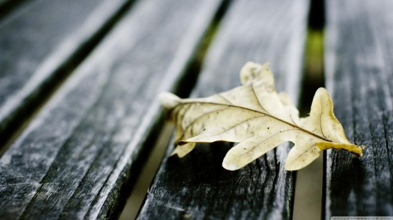 Oak leaf on wooden bench