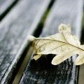 Oak leaf on wooden bench