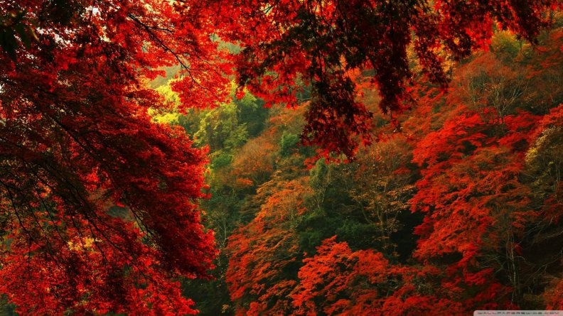 red_and_green_forest.jpg
