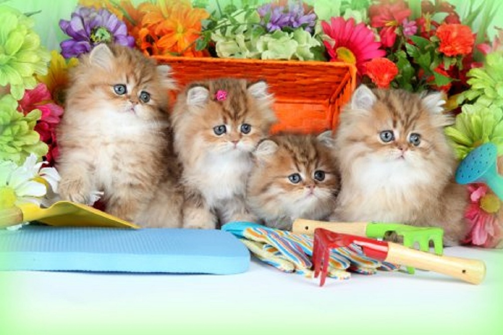 kittens gardening