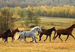 Horses in a Pasture
