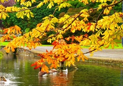 Early autumn in park