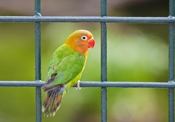 ♥ Cute Parrot ♥