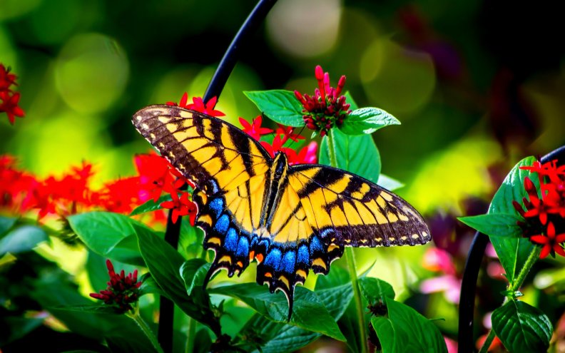 butterfly_and_garden_flowers.jpg