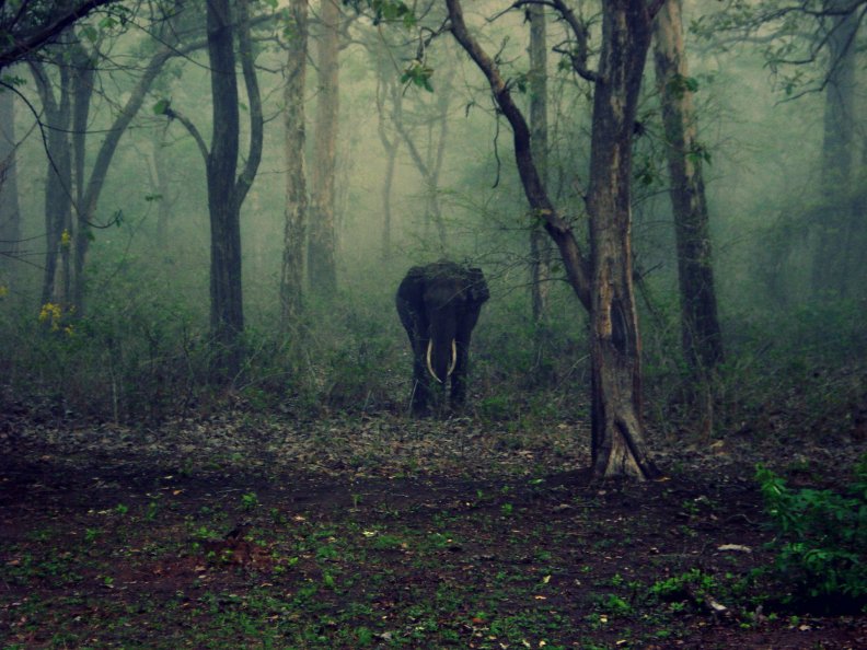 elephant_in_forest.jpg