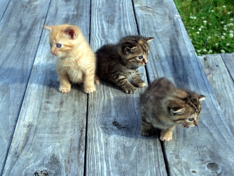 three_kittens_of_a_differnt_kind.jpg