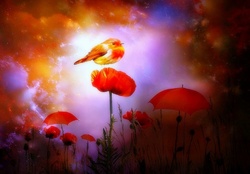 ★Little Bird on the Poppy★