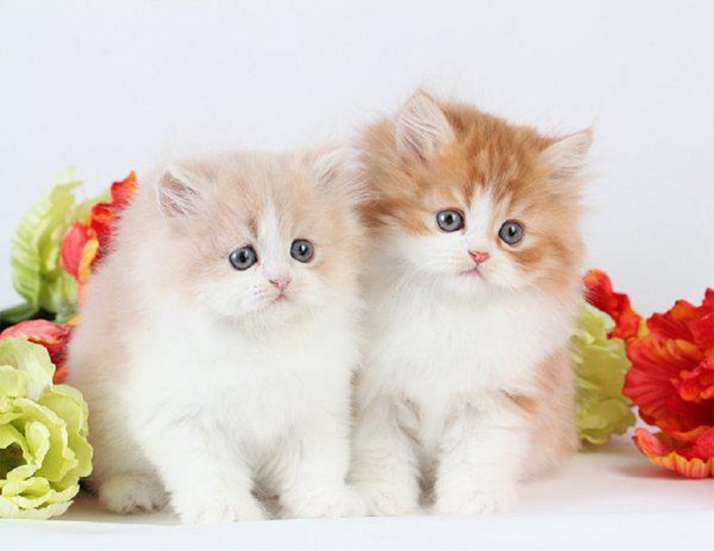 two_cute_kittens.jpg