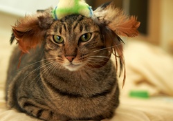 Cat with a stylish hat