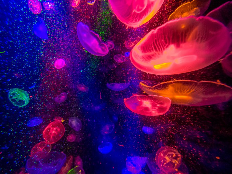 neon_jellyfish.jpg