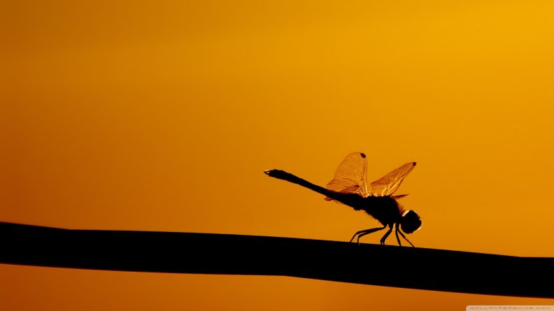 dragonfly_on_a_stick.jpg