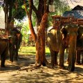 Elephant Transport