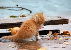 Kitten in the rain 