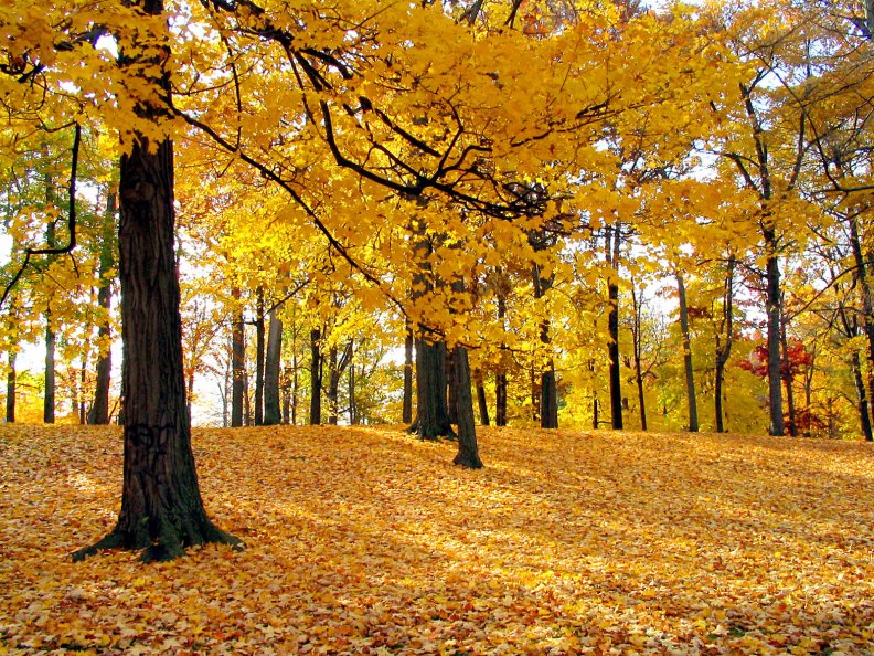 yellow_forest_autumn_trees.jpg
