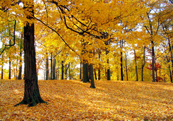 Yellow Forest Autumn Trees