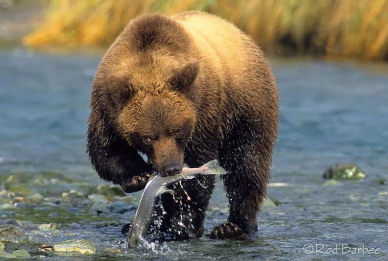 fishing_bear.jpg