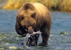 fishing  bear