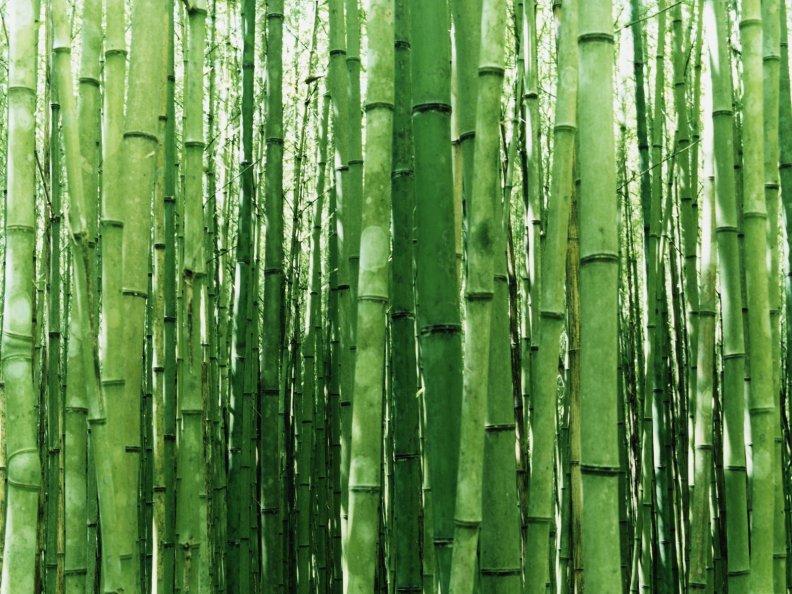 green_bamboo.jpg