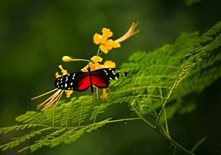 ***Butterfly ***
