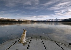Dog on wading Dock