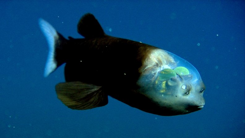 barrelfish.jpg