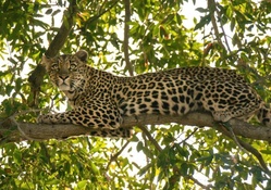 Leopard_on_tree