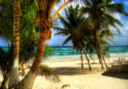 Palm Trees on Beach