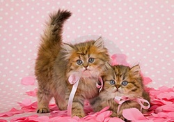 Chinchilla Persian Kittens