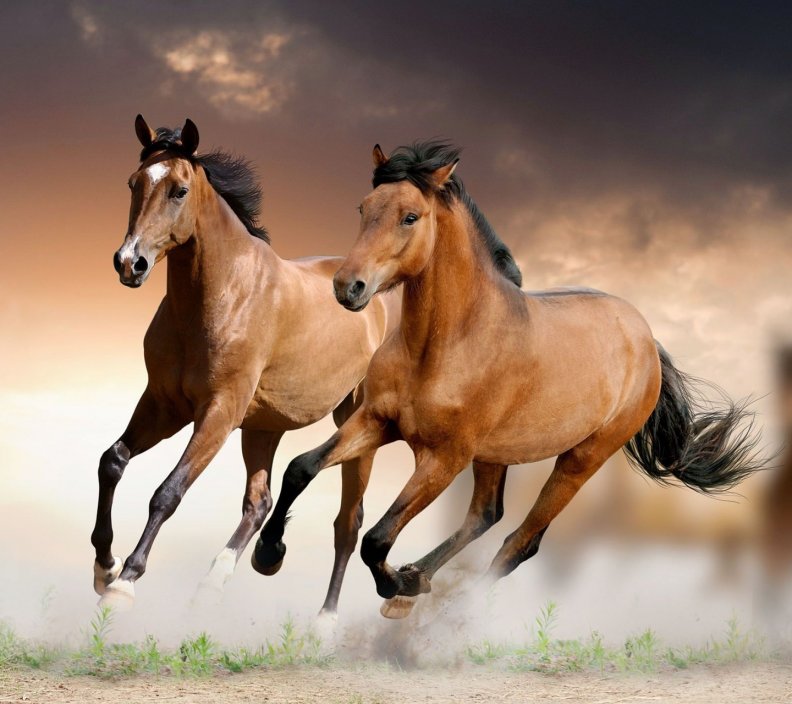 horses_running.jpg